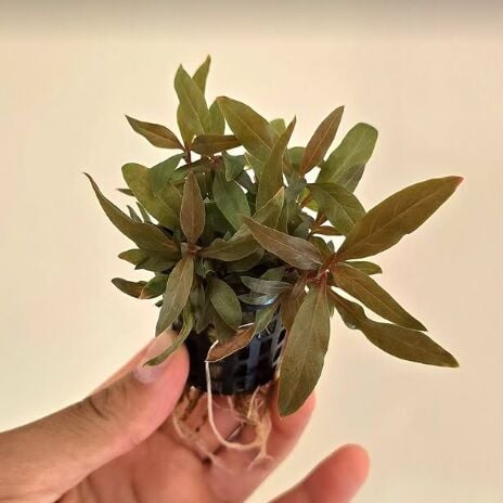 Premium POT